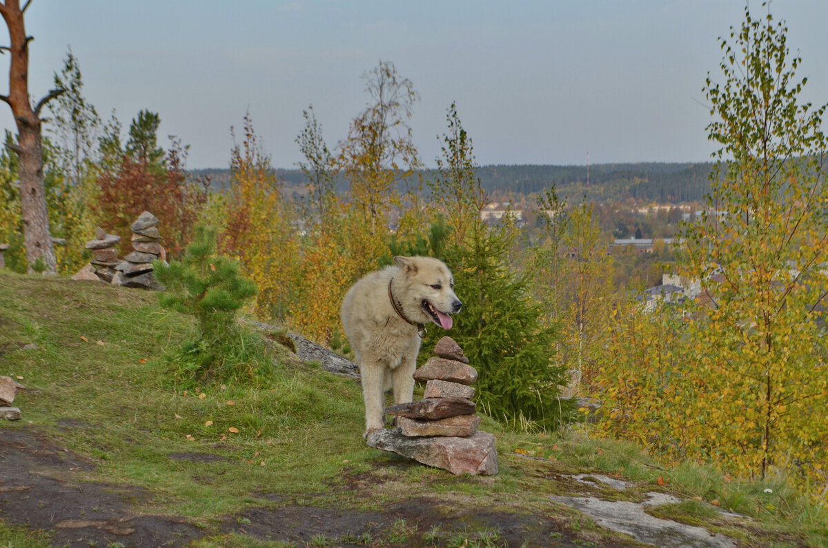 На вершину забираются не только люди