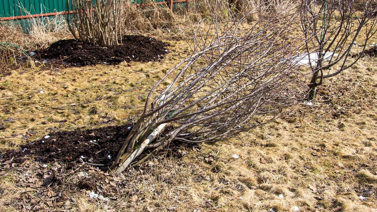 Эту яблоню глина победила