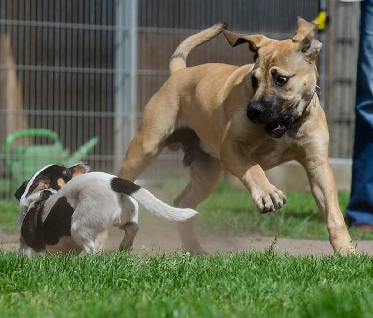 Бурное поведение щенков - подростков. Как с этим бороться | Doberman life |  Дзен