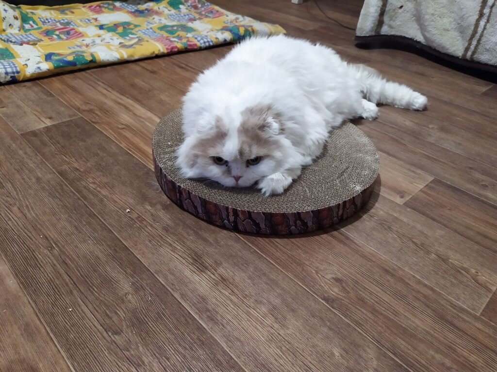 Вано мечтает на пне))