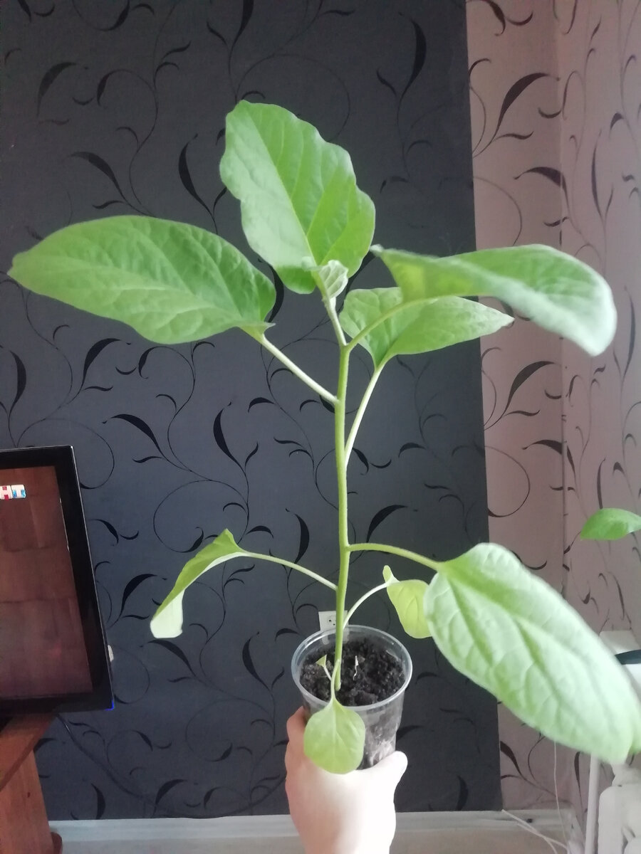 Баклажан "Алмаз"