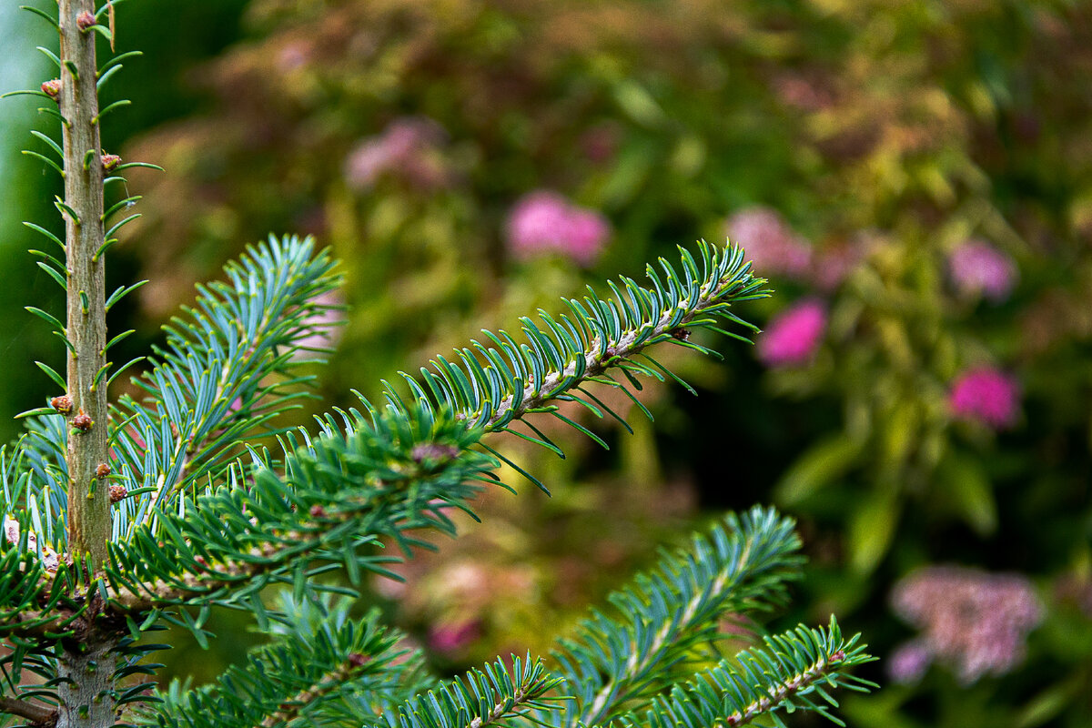 Хвойные и гортензии- великолепное сочетание.