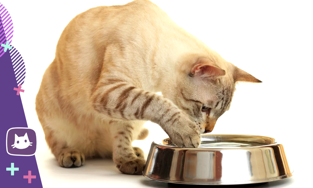 🐱Почему не рекомендуется ставить миску с водой в том месте, где кошка ест  | Нос, хвост, лапы | Дзен