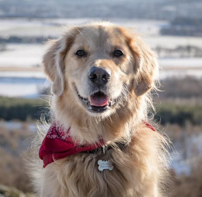 Золотистый ретривер.