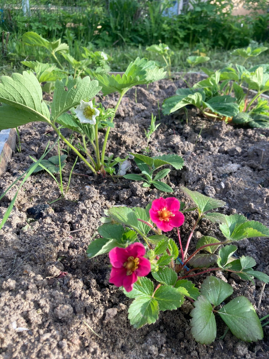 Дела стоят, а урожай растёт. Клубника. Два сорта. Название не знаю.