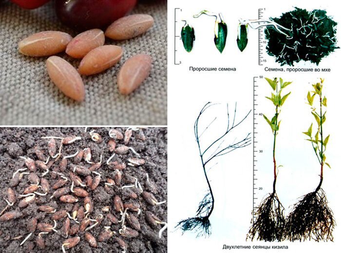 Размножение семенами. Скарификация семян кизильника. Стратификация кизильника блестящего семена. Размножение кизила семенами. Посадка семян кизильника.