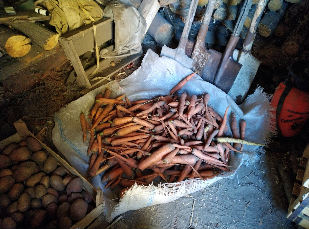 Вот сегодняшний урожай. Нам хватит, и козам тоже достанется.