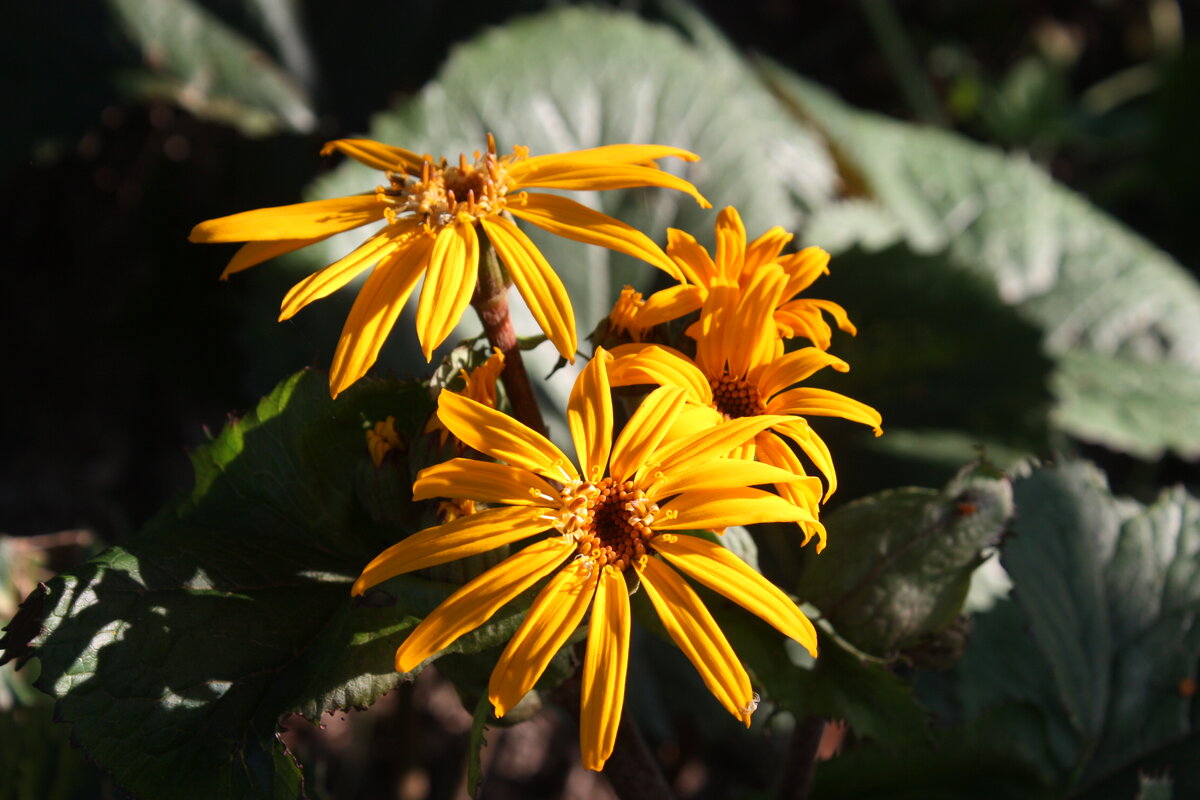 Бузульник цветет в конце августа - в сентябре. Дальше очиток...
