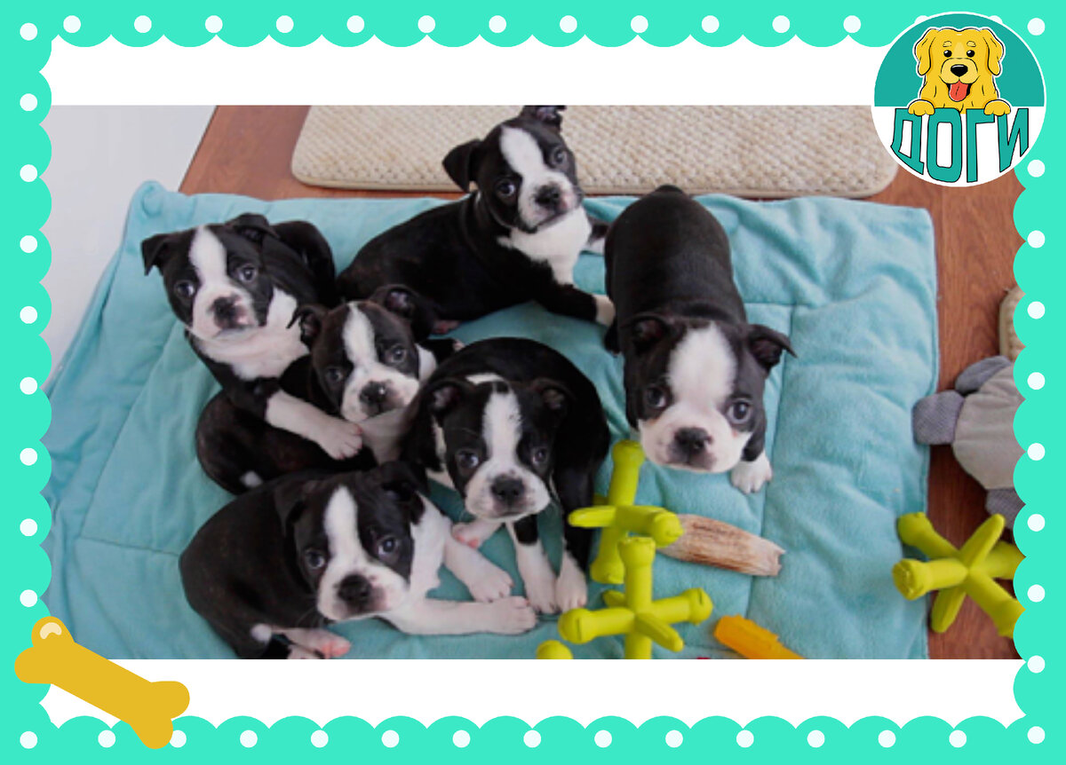 Щенки. Фото в свободном доступе