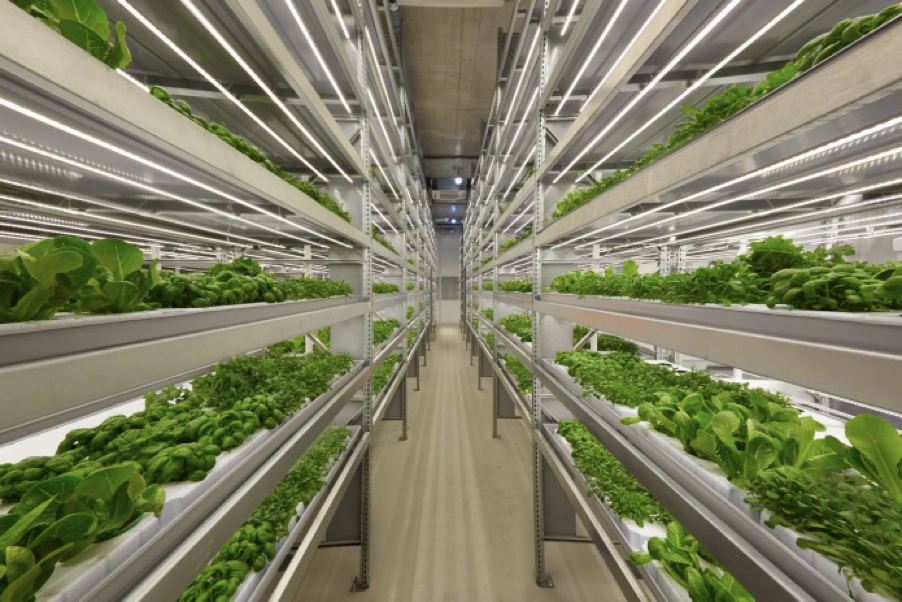 Фото: AgroPortal