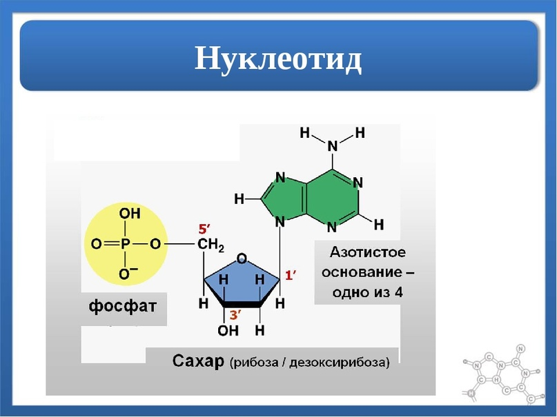 Общее количество нуклеотидов. Нуклеотид формула простого. Строение нуклеотида Тимина. В формуле нуклеотидов отсутствует. Структура нуклеотида связи