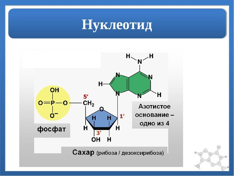 Нуклеотиды днк состоят из. Нуклеотид формула простого. Строение нуклеотида Тимина. В формуле нуклеотидов отсутствует. Структура нуклеотида связи.