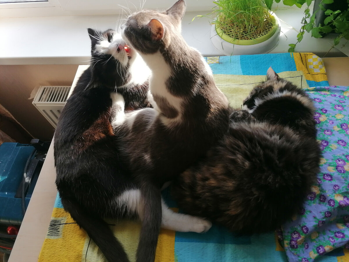Котячьи нежности