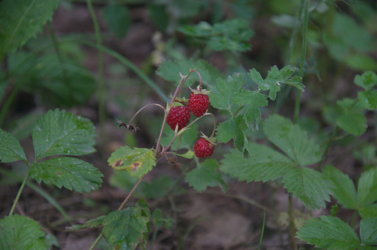 Земляника, Богородский район Кировская область фото Петухова Дмитрия