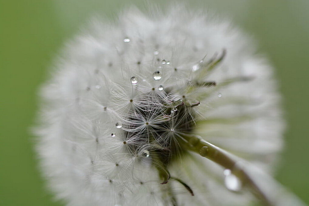 Slow Life