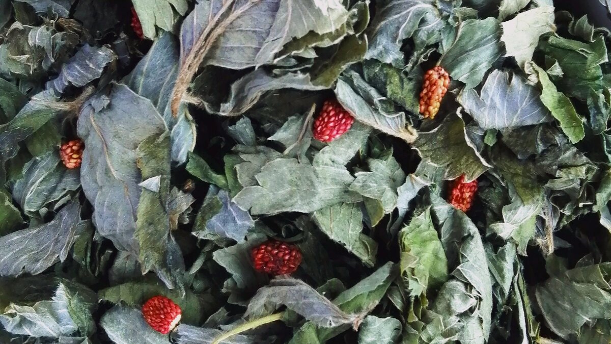 Ферментированные листья и высушенные ягоды лесной земляники