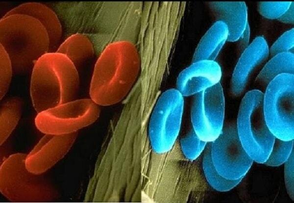 Красная и голубая кровь