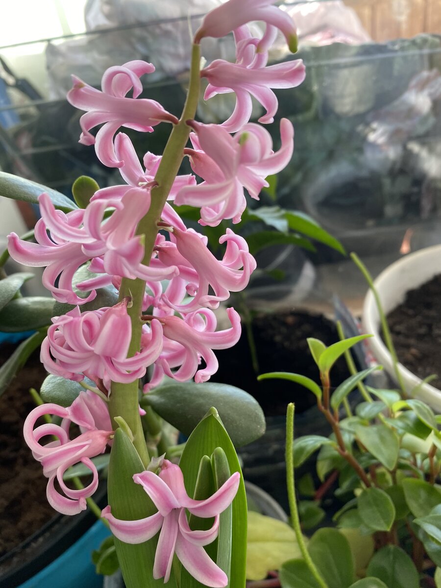 У меня гиацинты цветут