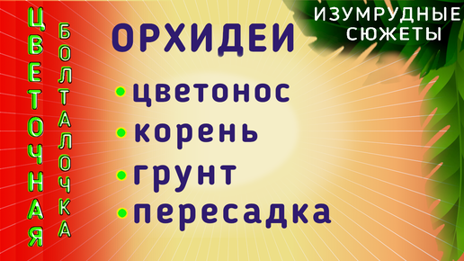 Когда можно пересаживать орхидею Фаленопсис