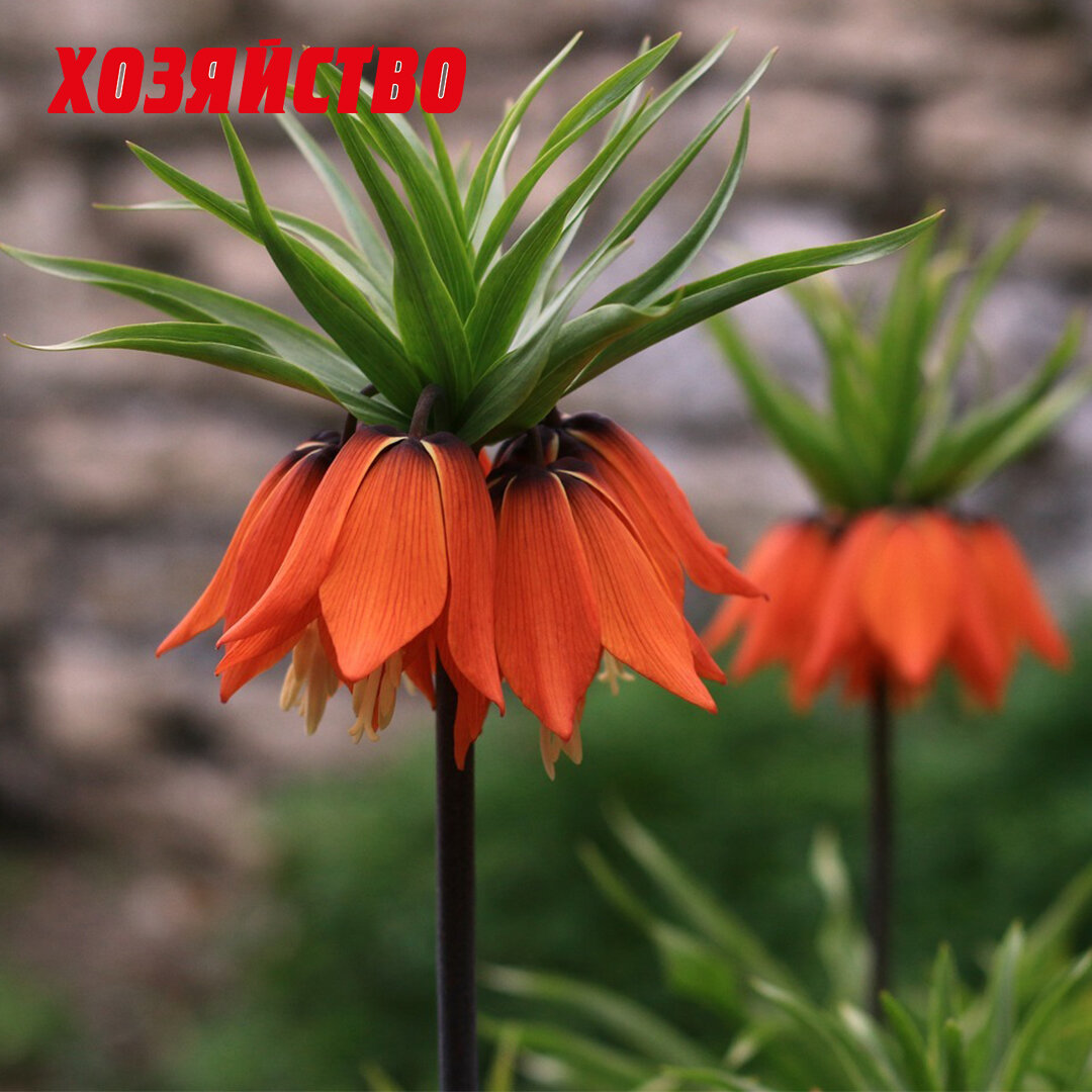 Имперский цветок. Рябчик. Рябчик императорский рубра. Царская корона цветок. Рябчик императорский королевский.