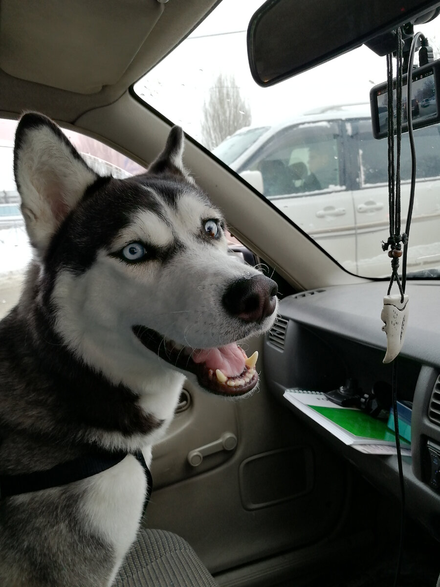 едем в новый дом.