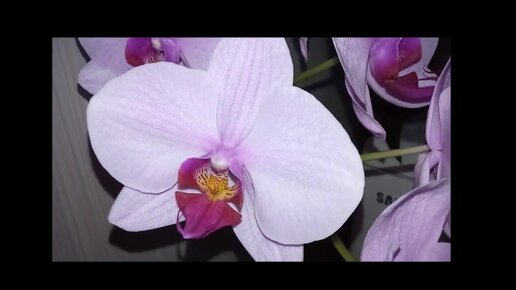 Вечноцветущий фаленопсис Вашингтон и ванда в бутонах. | Танюшины орхидеи и  сад | Дзен