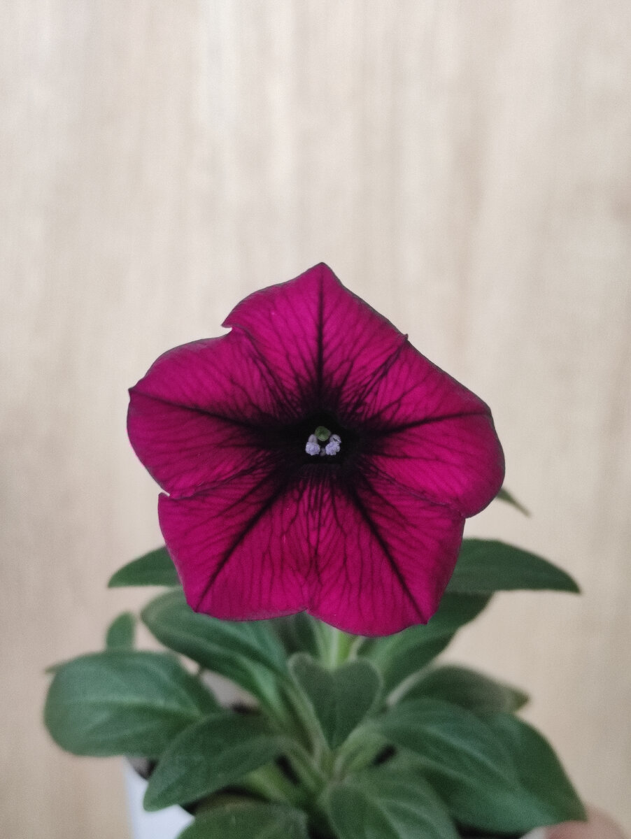 Первое цветение шок вейв парпл. 