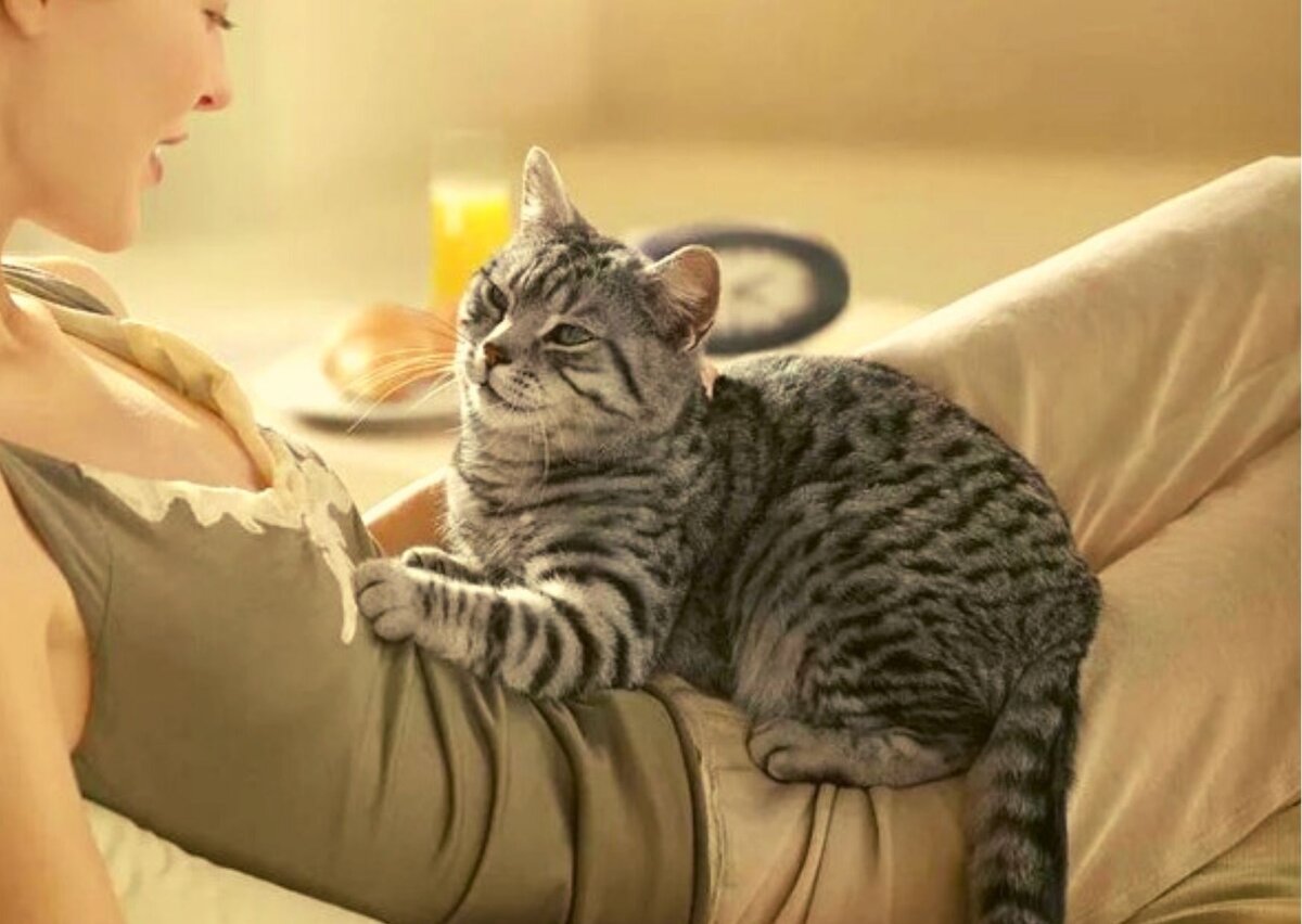 Кот мнет лапами одеяло. Кошка мнет одеяло. котик топчет лапками одеяло. кот мнет лапками. кошка топчется на человеке.