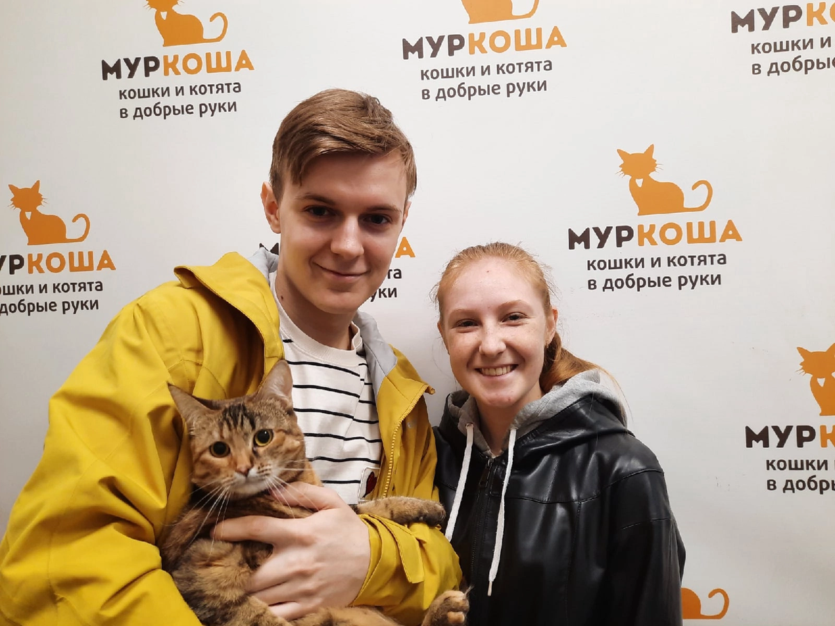 Как проходить алабугу коты