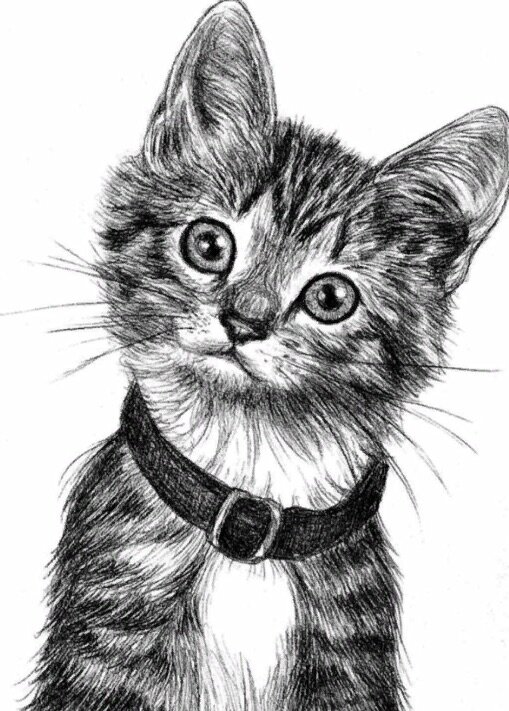 Котёнок с интернета для срисовывания.