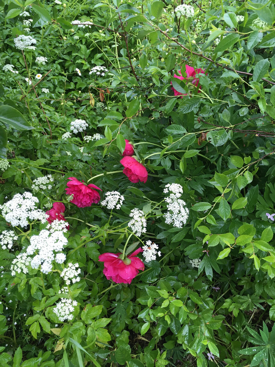 Сныть и пион