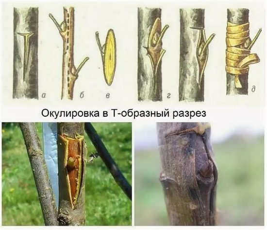 radugavkusoff.ru
