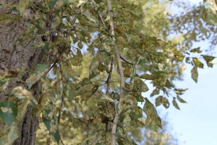Тополя поражены странной пятнистостью.