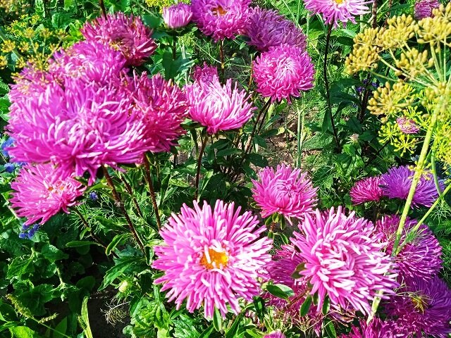 Подраздел 1.1: Разнообразие астр