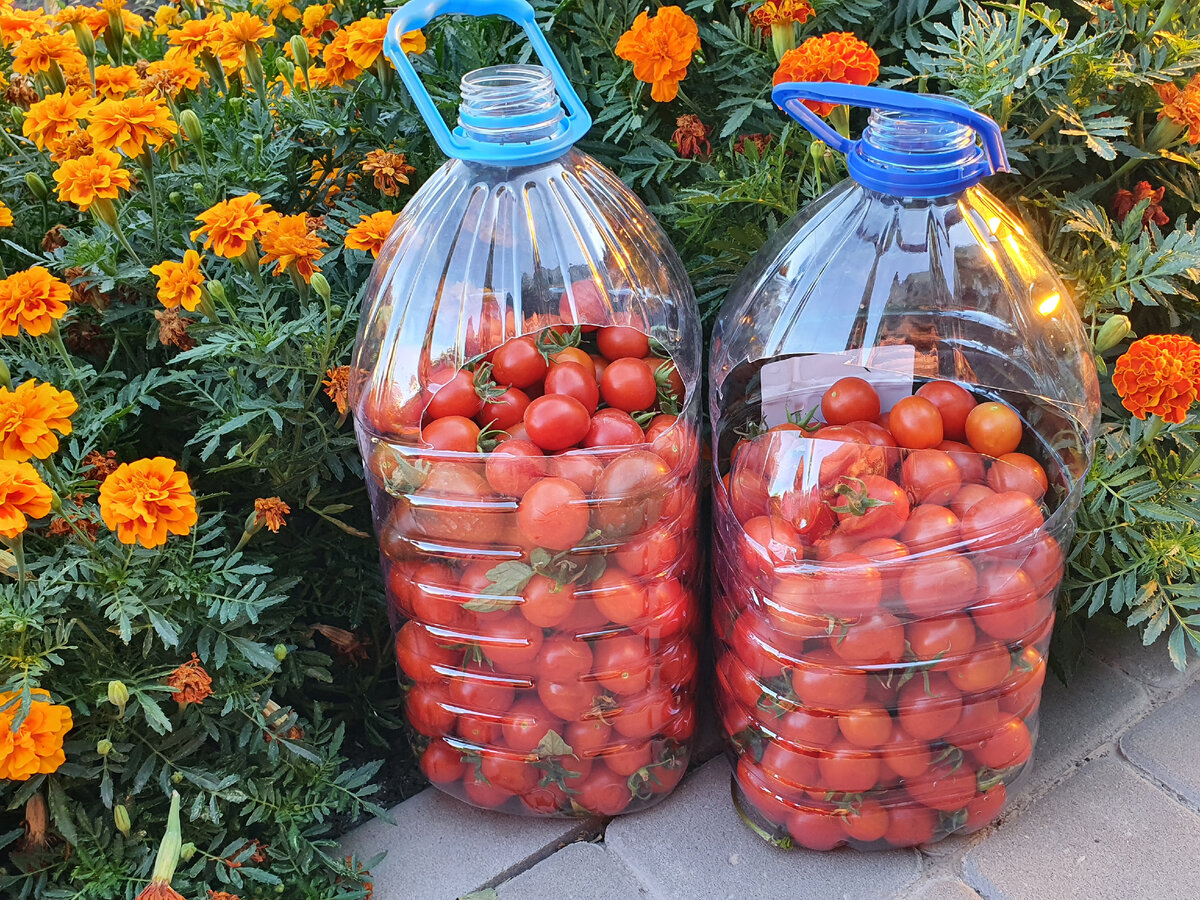 Томаты чери 