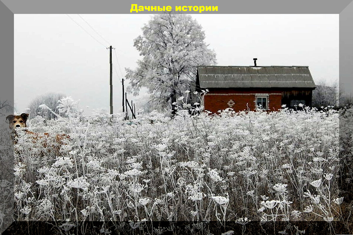 Дачные хитрости: ответы на интересные вопросы садоводов и огородников |  Дачные истории | Дзен