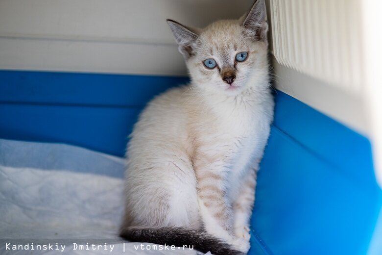    Фото: Дмитрий Кандинский / vtomske.ru