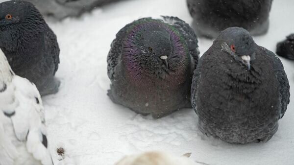   © Sputnik / Абзал Калиев