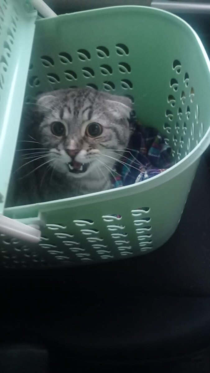 Щенок по дороге домой