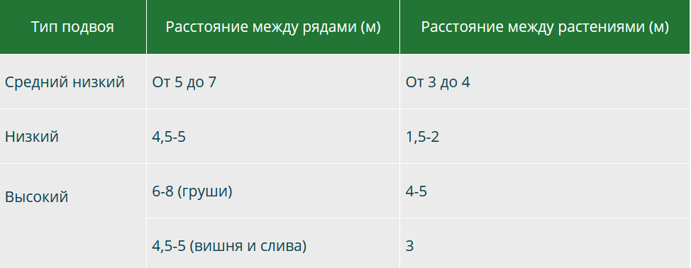 Расстояние от дерева до канализации