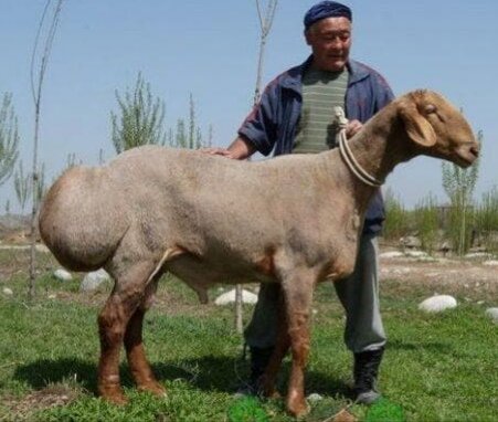 Попа как у ким