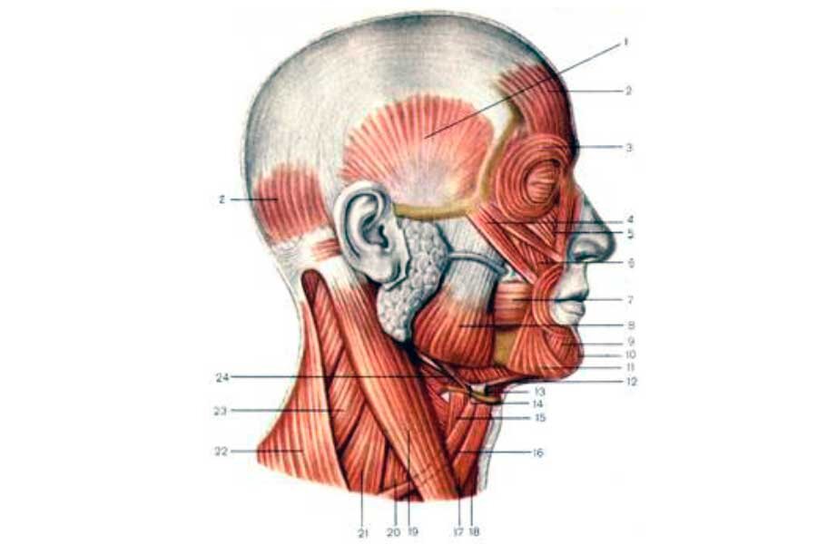 Мышцы головы и шеи анатомия картинки