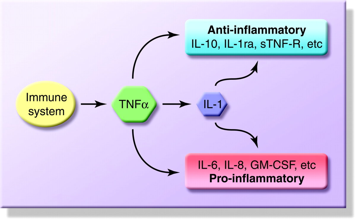 Двойная роль ФНО-альфа
