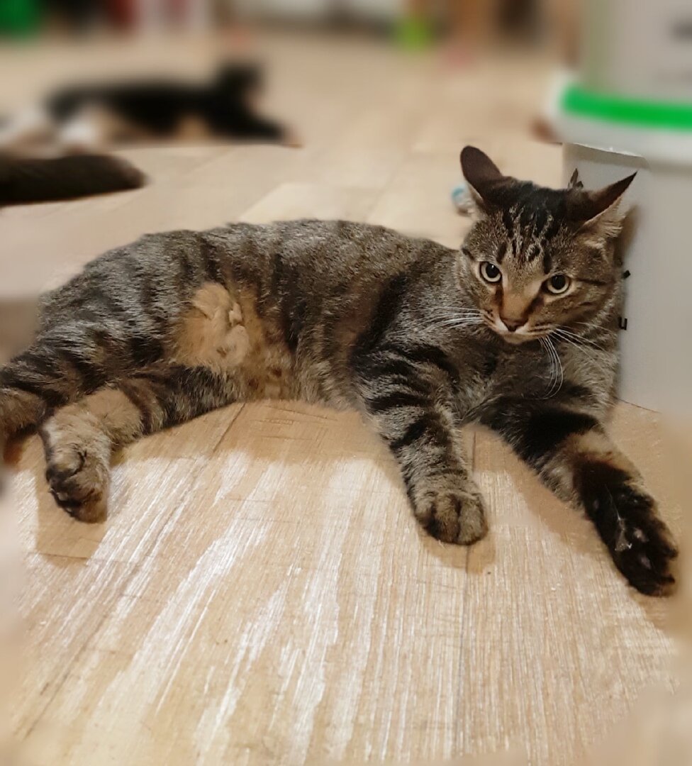 МОИСЕЙ - инопланетный гость....