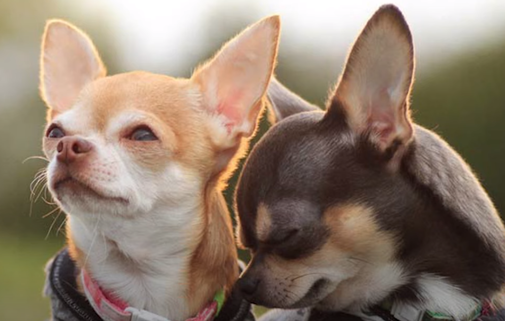 Когда чихуахуа готова к вязке?