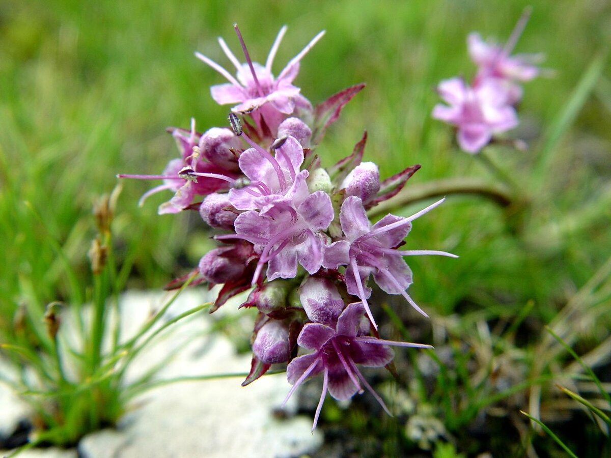 Источник изображения: pravlife.org , цветение нарда