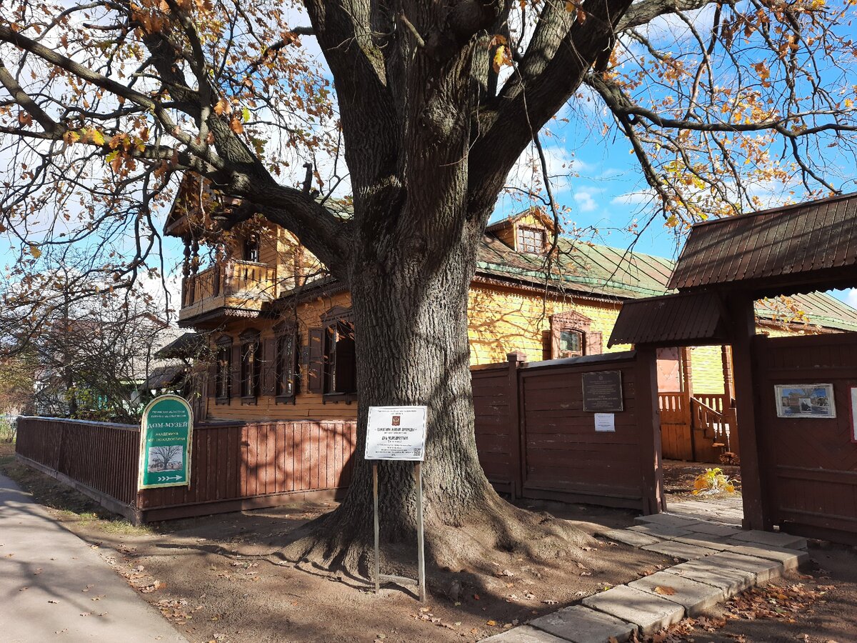 Перед домом Пожалостина растёт дуб всероссийского значения.