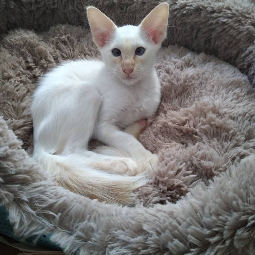 Кошки любыми способами добиваются хорошего к себе отношения.