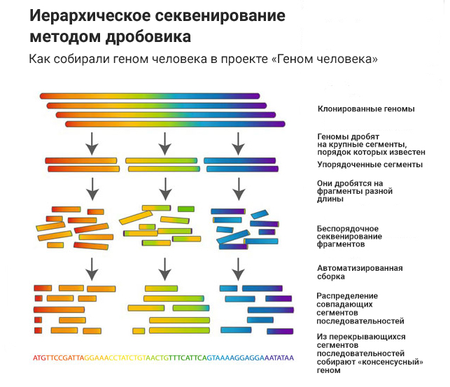 Секвенирование гена. Полногеномное секвенирование. секвенирование генома методы. секвенирования генома человека. секвенирование генома методика.