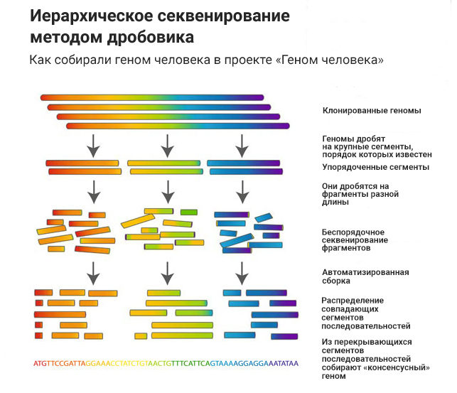 Геномного секвенирования. Полногеномное секвенирование. Секвенирование генома методы. Секвенирования генома человека. Секвенирование генома методика.